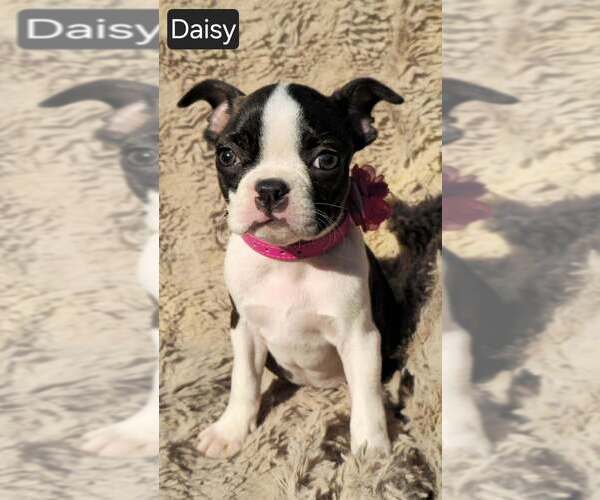Medium Photo #1 Boston Terrier Puppy For Sale in POMEROY, OH, USA
