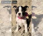 Image preview for Ad Listing. Nickname: Daisy