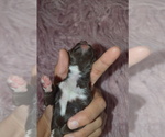 Small Photo #4 Schnauzer (Miniature) Puppy For Sale in MADERA, CA, USA