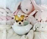Small #12 Chihuahua