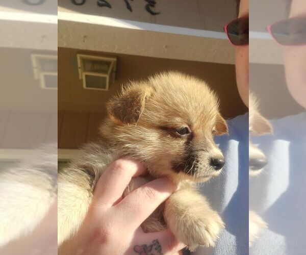 Medium Photo #3 Pembroke Welsh Corgi Puppy For Sale in KINGMAN, AZ, USA
