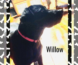 Willow - Female Mutt Dog for Adoption - Photo #3