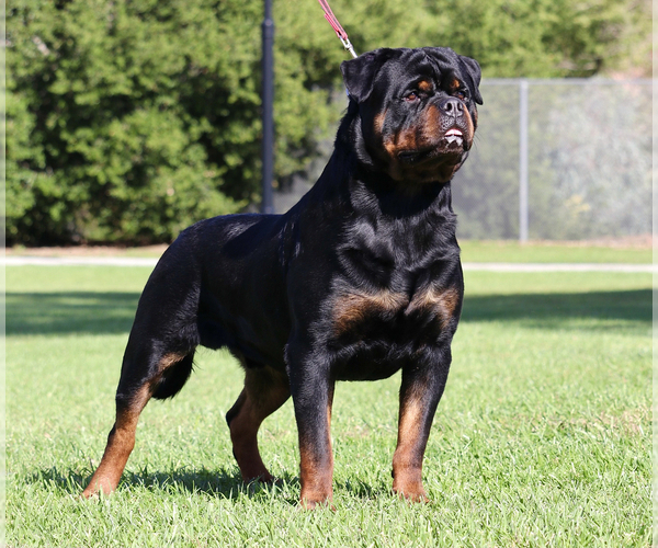 Medium Photo #3 Rottweiler Puppy For Sale in FONTANA, CA, USA