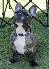 Medium French Bulldog