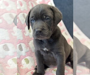 Charlotte's Puppy Tiki - Female Labrador Retriever-Unknown Mix Dog for Adoption - Photo #6