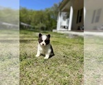 Small #7 Pomsky