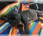 Puppy 1 French Bulldog