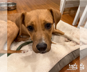 Tinker - Female Labrador Retriever-Unknown Mix Dog for Adoption - Photo #4