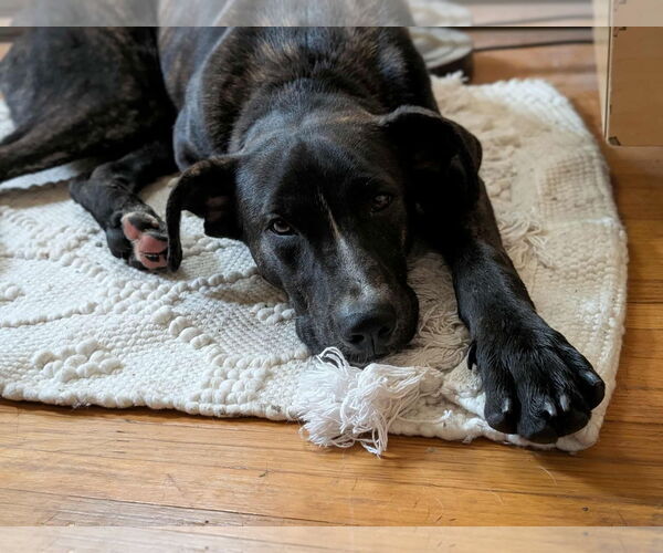 Medium Photo #17 American Staffordshire Terrier-Unknown Mix Puppy For Sale in Germantown, OH, USA