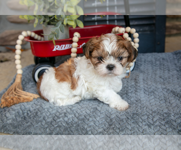 Medium Photo #1 Shih Tzu Puppy For Sale in CHRISTIANA, PA, USA