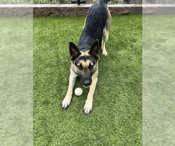 Medium Photo #3 German Shepherd Dog-Unknown Mix Puppy For Sale in Elk Grove, CA, USA