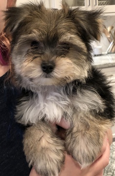 Medium Photo #1 Morkie Puppy For Sale in BRENTWOOD, TN, USA