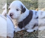 Small Photo #10 Miniature Australian Shepherd Puppy For Sale in CLIFTON, CO, USA