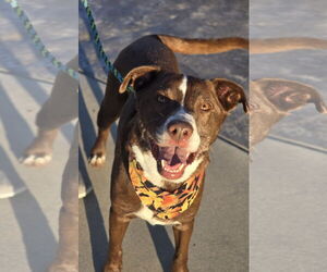 Labrador Retriever Dogs for adoption in Sandy, UT, USA