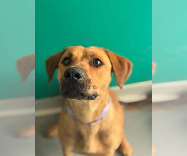 Medium Photo #1 Labrador Retriever-Unknown Mix Puppy For Sale in Visalia, CA, USA