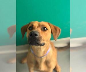 Labrador Retriever-Unknown Mix Dogs for adoption in Visalia, CA, USA
