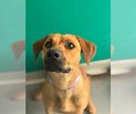 *HALLO - Female Labrador Retriever-Unknown Mix Dog for Adoption - Small photo