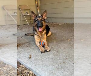 German Shepherd Dog Dogs for adoption in South Lake Tahoe, CA, USA