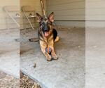 MISSY MISS - Female German Shepherd Dog Dog for Adoption - Small photo