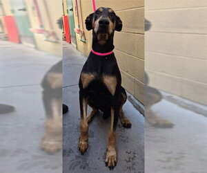 Doberman Pinscher Dogs for adoption in San Bernardino, CA, USA