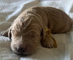 Small Photo #29 Goldendoodle Puppy For Sale in PHOENIX, AZ, USA