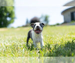 Small Photo #5 Boston Terrier Puppy For Sale in WARSAW, IN, USA