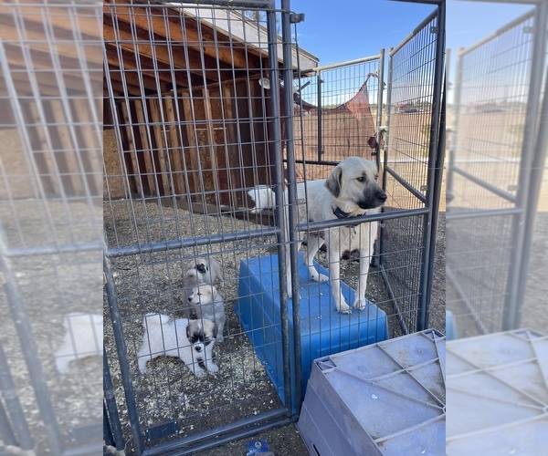 Medium Photo #1 Anatolian Shepherd-Great Pyrenees Mix Puppy For Sale in FLORISSANT, CO, USA