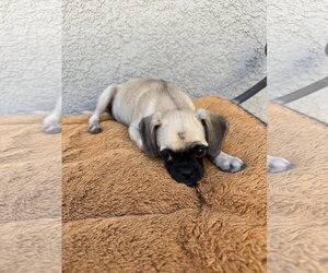 Pancakes - Female Puggle Dog for Adoption - Photo #2
