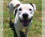 Small #1 American Bulldog