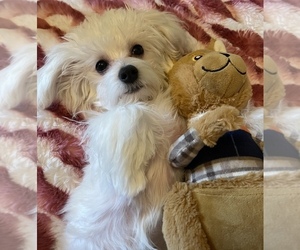 Maltipoo Puppy for sale in LEANDER, TX, USA