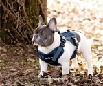 Small Photo #1 French Bulldog Puppy For Sale in BAKERSVILLE, NC, USA