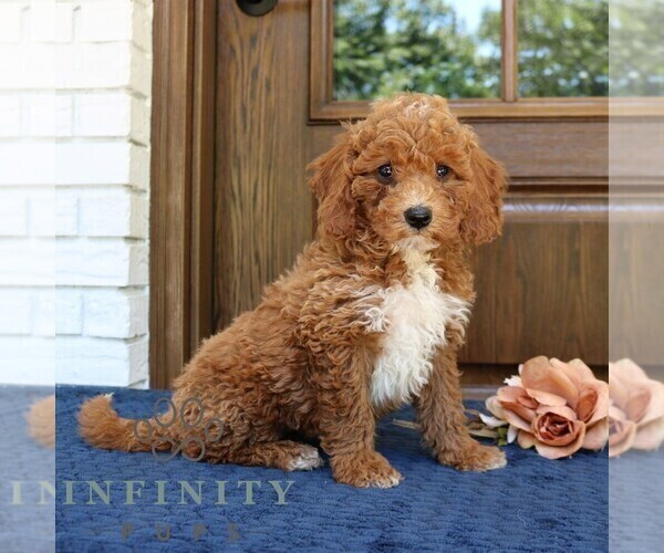 Medium Photo #2 Goldendoodle (Miniature) Puppy For Sale in NARVON, PA, USA