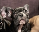 Puppy 6 Faux Frenchbo Bulldog-French Bulldog Mix