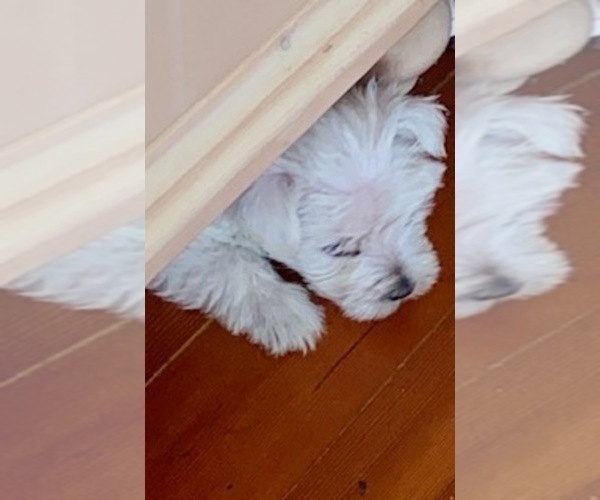 Medium Photo #1 West Highland White Terrier Puppy For Sale in FILLMORE, CA, USA