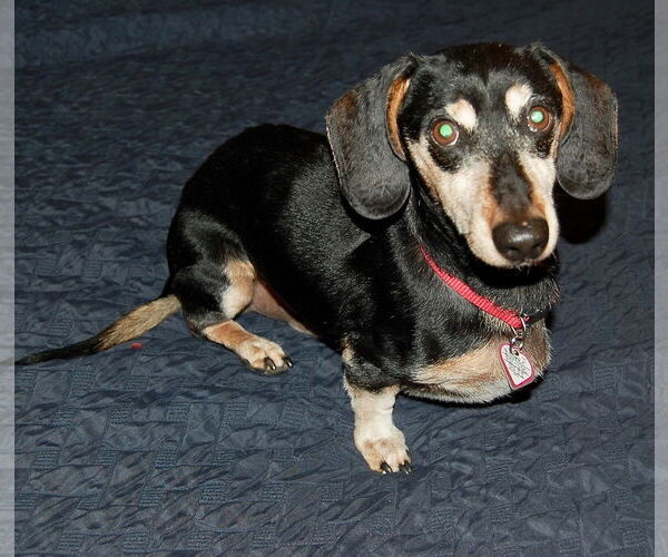 Medium Photo #3 Dachshund Puppy For Sale in Shelbyville, TN, USA