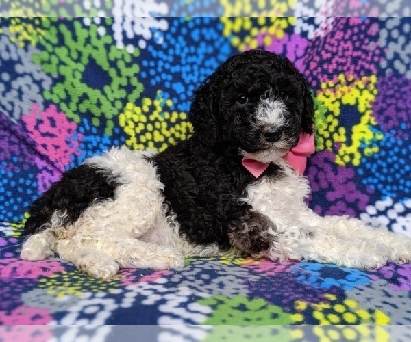 Medium Photo #4 Poodle (Standard) Puppy For Sale in LANCASTER, PA, USA