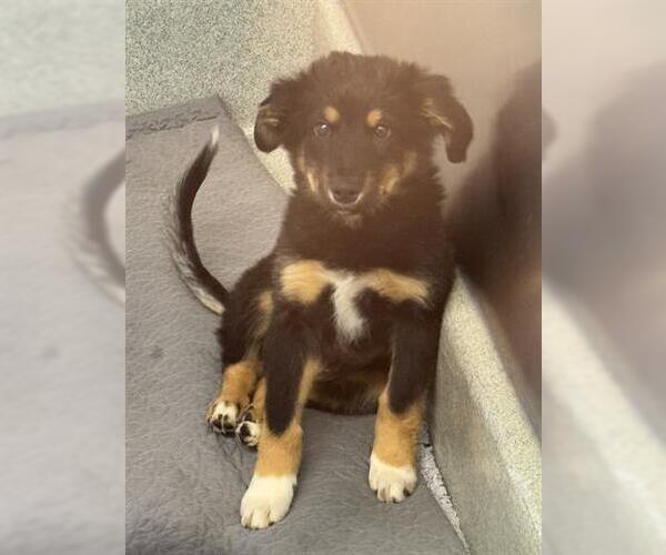 Medium Photo #1 German Shepherd Dog-Unknown Mix Puppy For Sale in San Martin, CA, USA