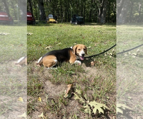 Medium Photo #1 Beagle Puppy For Sale in FORDLAND, MO, USA