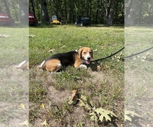 Father of the Beagle puppies born on 05/24/2025