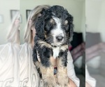 Small #2 Bernedoodle