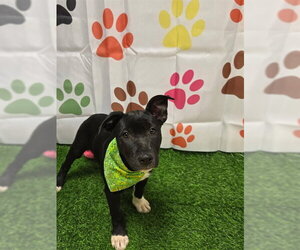 German Shepherd Dog-Unknown Mix Dogs for adoption in South Lake Tahoe, CA, USA