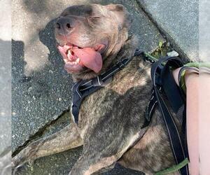 Mutt Dogs for adoption in Santa Rosa, CA, USA