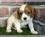 Small #6 Cavalier King Charles Spaniel