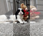 Puppy Addie Cavapoo