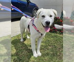 Small Labrador Retriever Mix
