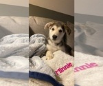 Small Photo #4 German Shepherd Dog-Goberian Mix Puppy For Sale in OMAHA, NE, USA