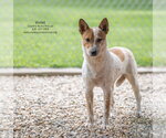Small #3 Mutt