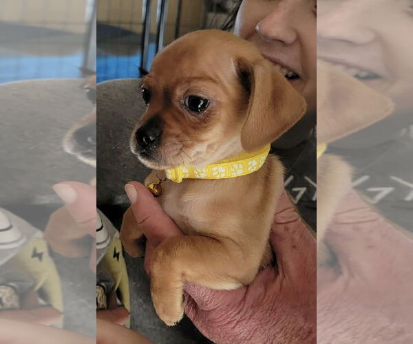 Medium Photo #2 Chiweenie Puppy For Sale in Grafton, WI, USA