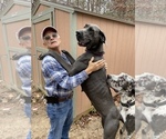 Small Photo #7 Great Dane Puppy For Sale in CLANTON, AL, USA