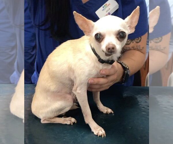 Medium Photo #1 Chihuahua Puppy For Sale in Lincolnwood, IL, USA